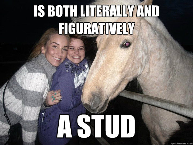 is both literally and figuratively  a stud  Ridiculously Photogenic Horse