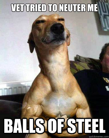 Vet tried to neuter me Balls of steel - Vet tried to neuter me Balls of steel  Superdog