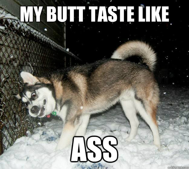 My butt taste like ass - My butt taste like ass  Sudden Clarity Canine