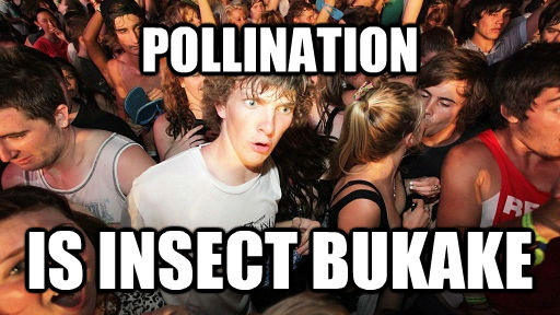 POLLINATION IS INSECT BUKAKE  Sudden Clarity Clarence