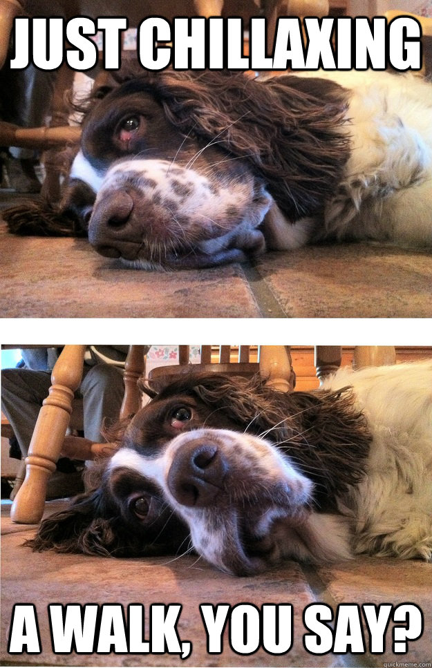 just chillaxing A walk, you say?  Suddenly interested dog