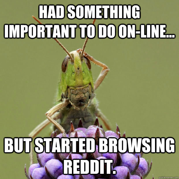 had something important to do on-line... but started browsing reddit. - had something important to do on-line... but started browsing reddit.  Confused grasshopper