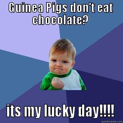 GUINEA PIGS DON'T EAT CHOCOLATE? ITS MY LUCKY DAY!!!! Success Kid