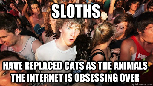 sloths have replaced cats as the animals the internet is obsessing over  Sudden Clarity Clarence