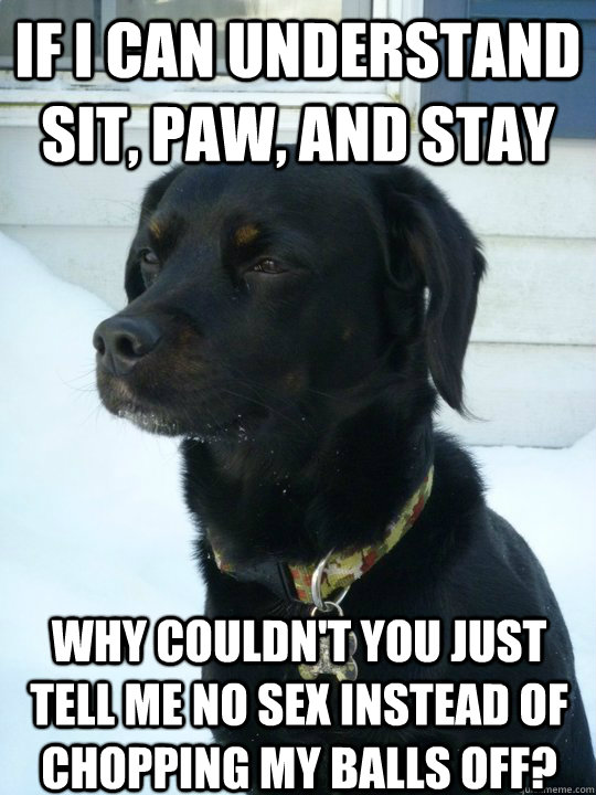 If i can understand sit, paw, and stay Why couldn't you just tell me no sex instead of chopping my balls off?  Philosophical Puppy