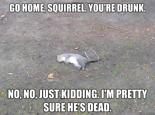 go home, squirrel. you're drunk. no, no, just kidding. i'm pretty sure he's dead.  Dead Squirrel