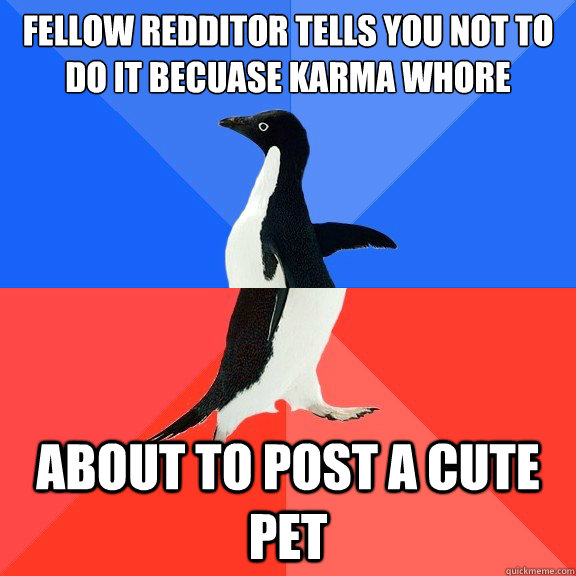 Fellow redditor tells you not to do it becuase karma whore About to post a cute pet  Socially Awkward Awesome Penguin