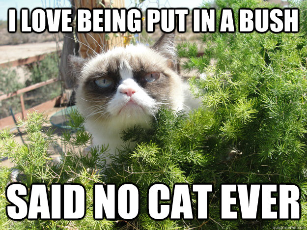 I love being put in a bush Said no cat ever  