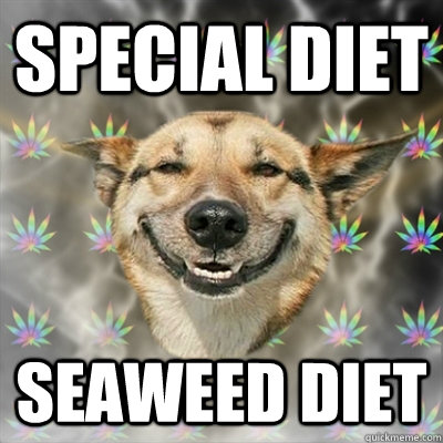 Special diet seaweed diet - Special diet seaweed diet  Stoner Dog