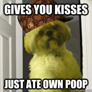 Gives you kisses Just ate own poop  
