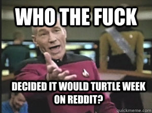 who the fuck decided it would turtle week on reddit?  Annoyed Picard