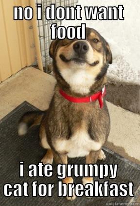 NO I DONT WANT FOOD I ATE GRUMPY CAT FOR BREAKFAST Good Dog Greg