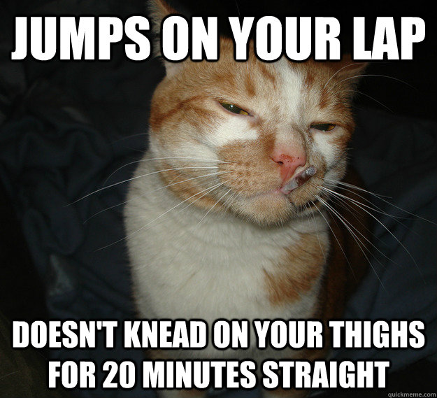 jumps on your lap doesn't knead on your thighs for 20 minutes straight  Good Guy Cat