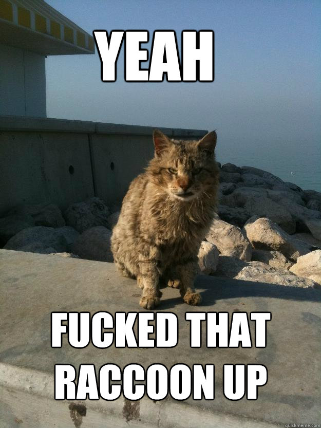 yeah fucked that raccoon up  Bitter Cat