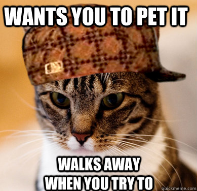 Wants you to pet it Walks away when you try to  Scumbag Cat