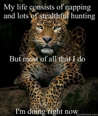 My life consists of napping
and lots of stealthful hunting But most of all that I do
 I'm doing right now - My life consists of napping
and lots of stealthful hunting But most of all that I do
 I'm doing right now  Jaguar