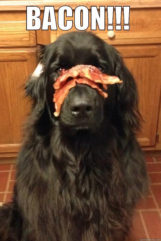 BACON!!!  Misc