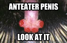 anteater penis look at it  