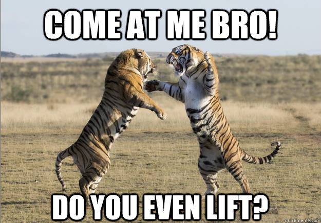 come at me bro! do you even lift? - come at me bro! do you even lift?  Bro Cats