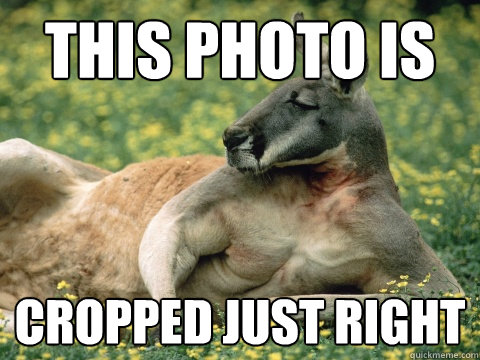 this photo is cropped just right - this photo is cropped just right  Quickmeme Critic Kangaroo