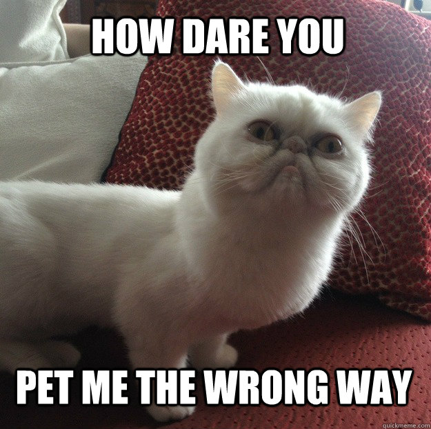 HOW DARE YOU PET ME THE WRONG WAY - HOW DARE YOU PET ME THE WRONG WAY  Misc