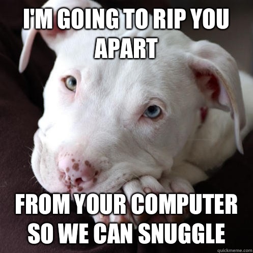 I'm going to rip you apart from your computer so we can snuggle - I'm going to rip you apart from your computer so we can snuggle  Misunderstood Pit Bull