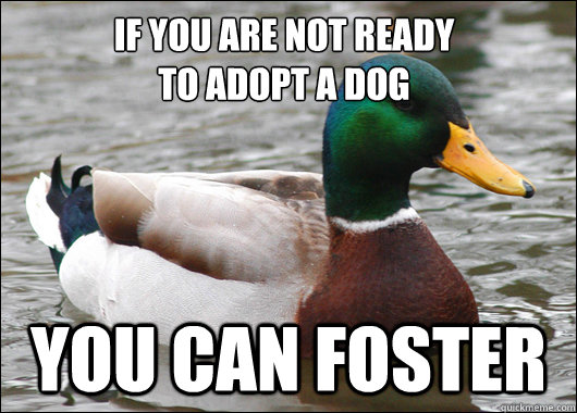 IF you are not ready 
to adopt a dog you can foster   Actual Advice Mallard