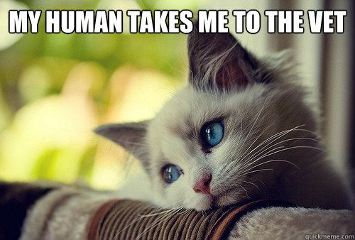 My human takes me to the vet  - My human takes me to the vet   First World Cat Problems
