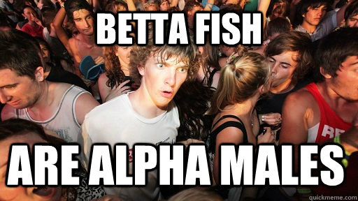 betta fish are alpha males  Sudden Clarity Clarence