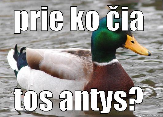 PRIE KO ČIA TOS ANTYS? Actual Advice Mallard