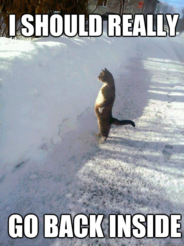 i should really go back inside  CatSnowbank