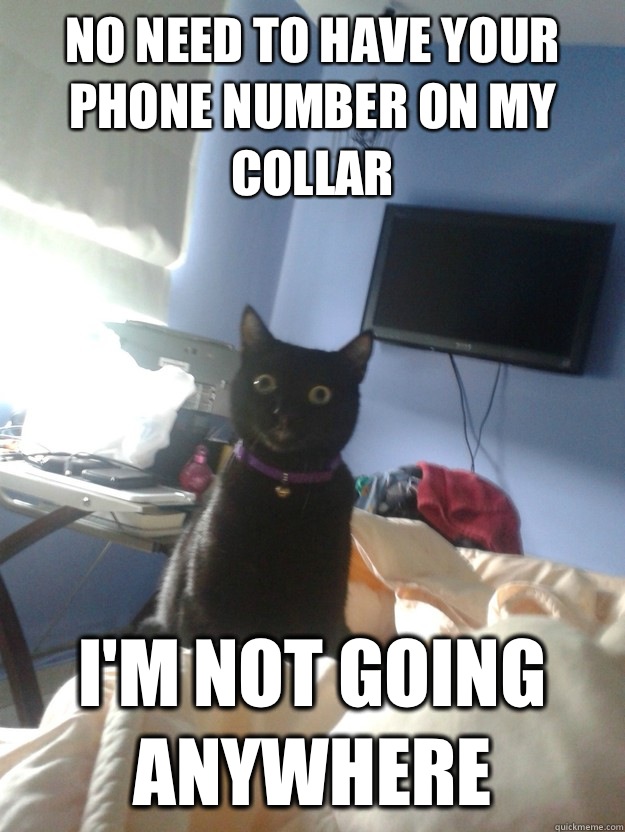 No need to have your phone number on my collar I'm not going anywhere  