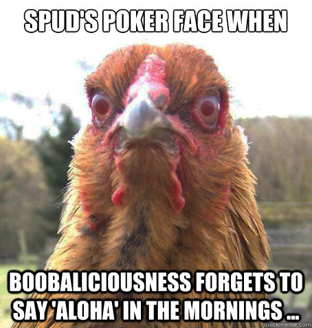 Spud's Poker Face When  Boobaliciousness Forgets To Say 'ALOHA' In The Mornings ...  RageChicken