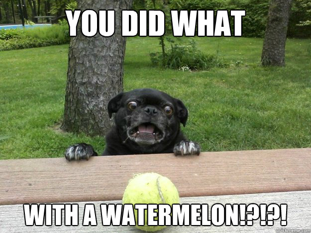 you did what with a watermelon!?!?!  Berks Dog