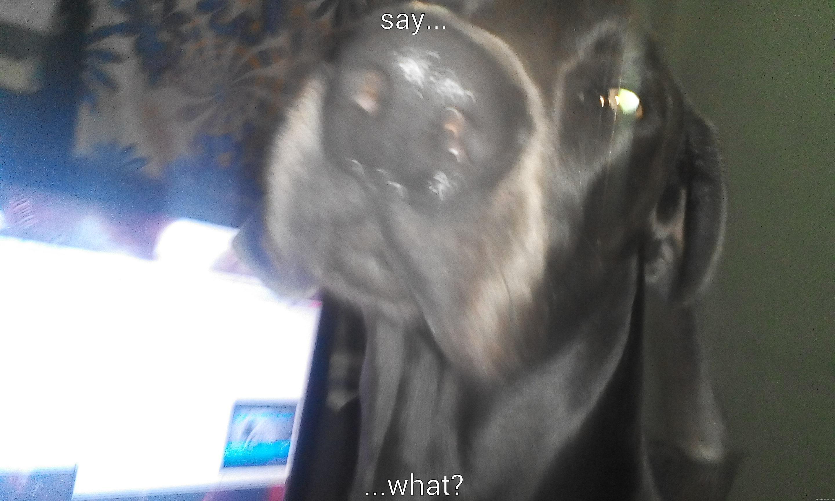 SAY... ...WHAT? Misc