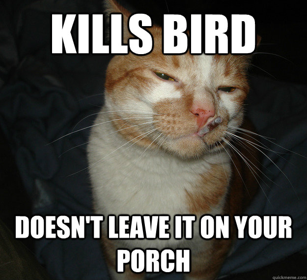 Kills bird Doesn't leave it on your porch  Good Guy Cat