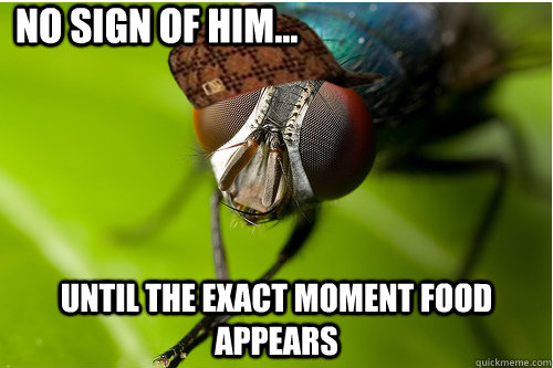 No sign of him... until the exact moment food appears  Scumbag Fly