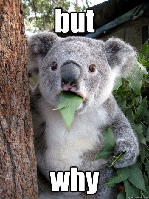 but why - but why  Shocked Koala