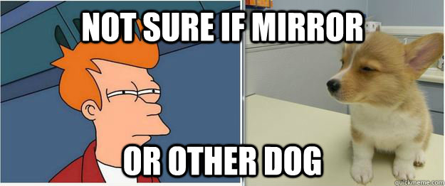 Not sure if mirror or other dog  Fry Dog Staredown