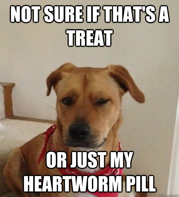 Not sure if that's a treat or just my heartworm pill  Skeptical Dog