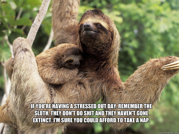 If you're having a stressed out day, remember the sloth. They don't do shit and they haven't gone extinct. I'm sure you could afford to take a nap. - If you're having a stressed out day, remember the sloth. They don't do shit and they haven't gone extinct. I'm sure you could afford to take a nap.  Stress