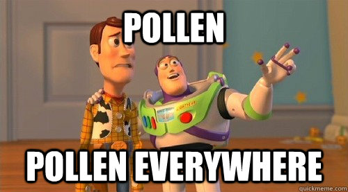 Pollen Pollen EVERYWHERE  Buzz Kill