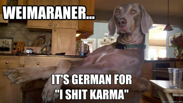 Weimaraner... It's German for
