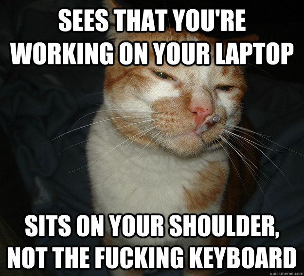 sees that you're working on your laptop sits on your shoulder, not the fucking keyboard  Cool Cat Craig