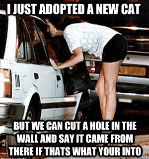 I just adopted a new cat but we can cut a hole in the wall and say it came from there if thats what your into - I just adopted a new cat but we can cut a hole in the wall and say it came from there if thats what your into  Karma Whore