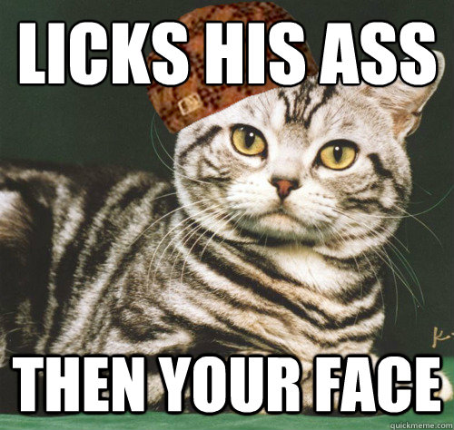 Licks his ass Then your face  Scumbag Cat