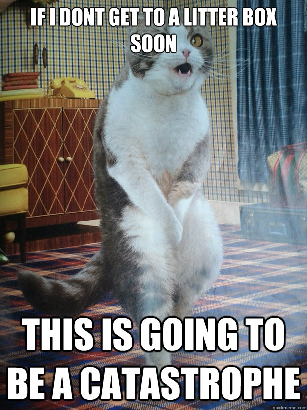 Incontinence Cat memes quickmeme