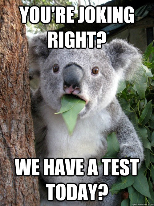 You're joking right? We have a test today?  koala bear
