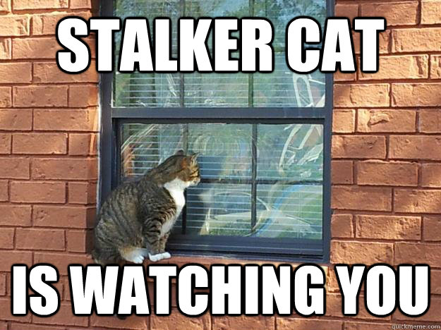stalker cat is watching you  