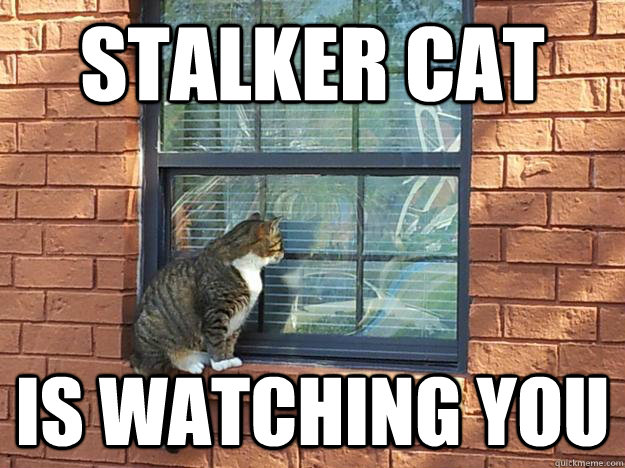 stalker cat is watching you  Stalker Cat